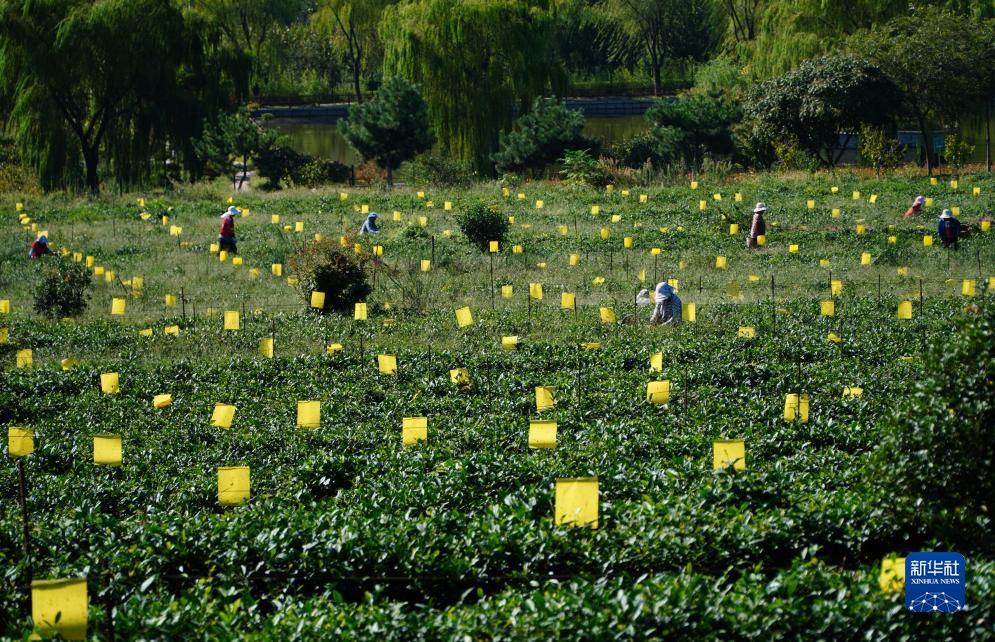 湖南休闲棋牌